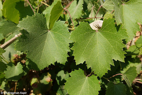 Vitis sylvestris N Israel, Horshat Tal Reserve Geotagged,Israel,Spring,Vitis vinifera