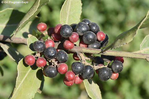Rhamnus alaternus N Israel, Horshat Tal Reserve Geotagged,Israel,Mediterranean buckthorn,Rhamnus alaternus,Spring