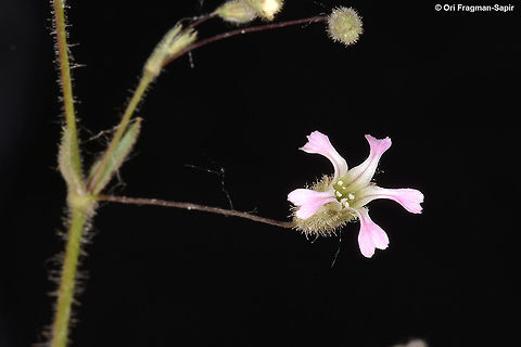 Gypsophila pilosa Turkey, near Kayseri Geotagged,Gypsophila pilosa,Spring,Turkey