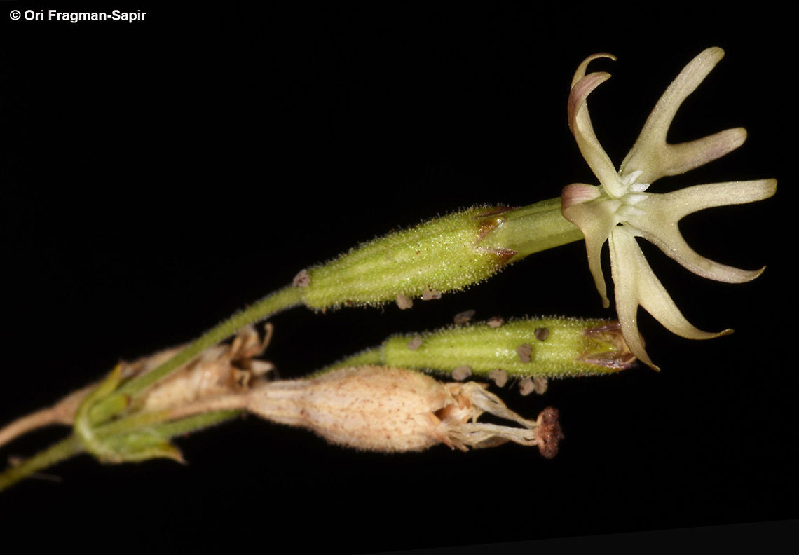 Silene grisea  Silene grisea