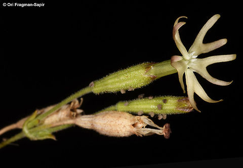 Silene grisea  Silene grisea