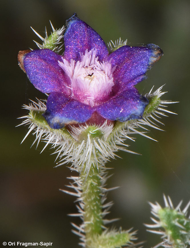 Hormuzakia negevensis one of therarest plants on earth, only 20 plants are left in one site in nature. Hormuzakia negevensis