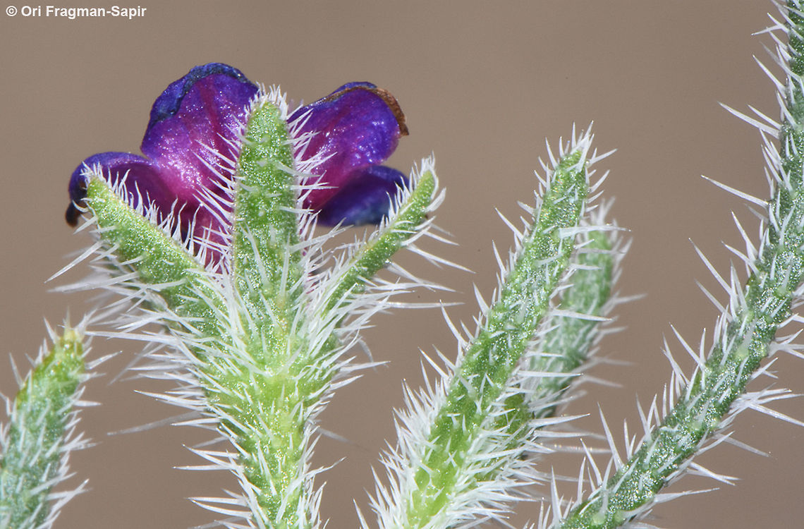 Hormuzakia negevensis  Hormuzakia negevensis