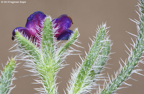 Hormuzakia negevensis  Hormuzakia negevensis