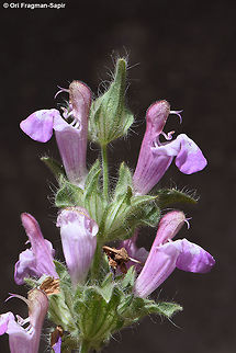 Salvia bracteata  Salvia bracteata