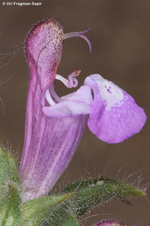 Salvia bracteata  Salvia bracteata