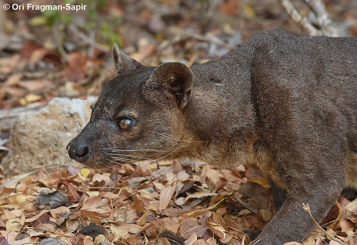 Cryptoprocta ferox  Cryptoprocta ferox,Fossa,Geotagged,Madagascar,Spring