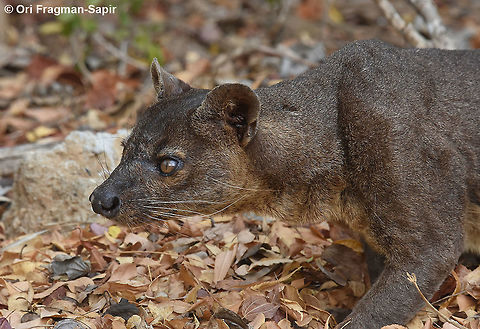 Cryptoprocta ferox  Cryptoprocta ferox,Fossa,Geotagged,Madagascar,Spring