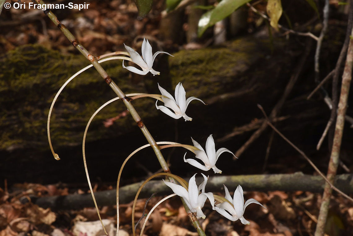 Aerangis decaryana  Aerangis decaryana,Geotagged,Madagascar,Spring