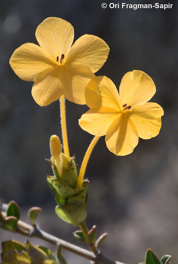 Barleria decaryi  Barleria decaryi,Geotagged,Madagascar,Spring