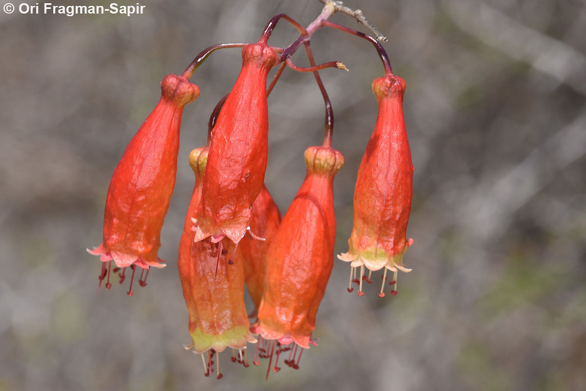 Combretum grandidieri  Combretum grandidieri,Geotagged,Madagascar,Spring