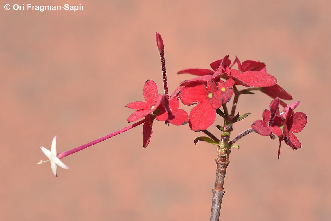 Paracarphalea pervilleana  Geotagged,Madagascar,Paracarphalea pervilleana,Spring