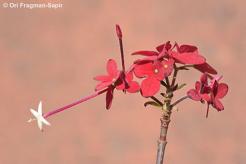 Paracarphalea pervilleana  Geotagged,Madagascar,Paracarphalea pervilleana,Spring