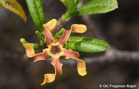 Strophanthus boivinii  Geotagged,Madagascar,Spring,Strophanthus boivinii,wood shaving flower