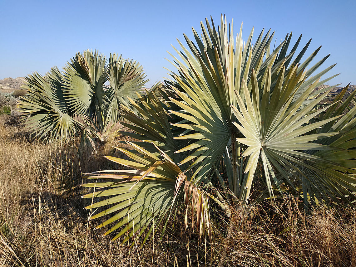 Bismarckia nobilis  Bismarckia,Bismarckia nobilis,Geotagged,Madagascar,Spring
