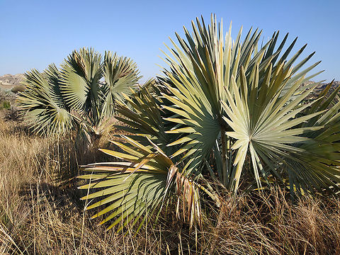 Bismarckia nobilis  Bismarckia,Bismarckia nobilis,Geotagged,Madagascar,Spring