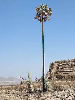 Bismarckia nobilis  Bismarckia,Bismarckia nobilis,Geotagged,Madagascar,Spring