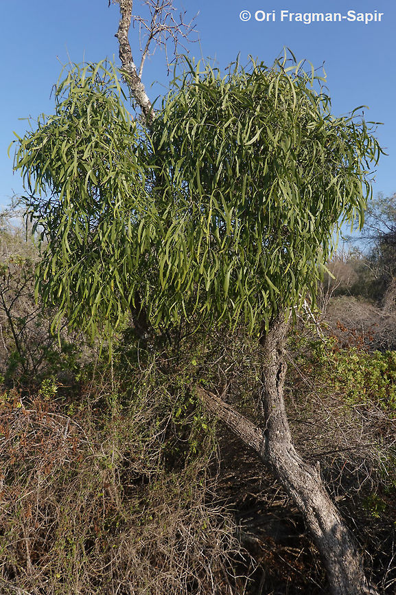 Salvadora angustifolia  Geotagged,Madagascar,Salvadora angustifolia,Spring