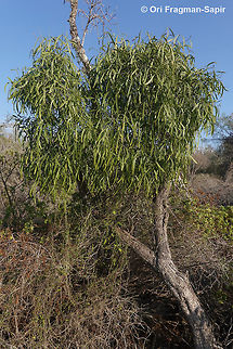 Salvadora angustifolia  Geotagged,Madagascar,Salvadora angustifolia,Spring