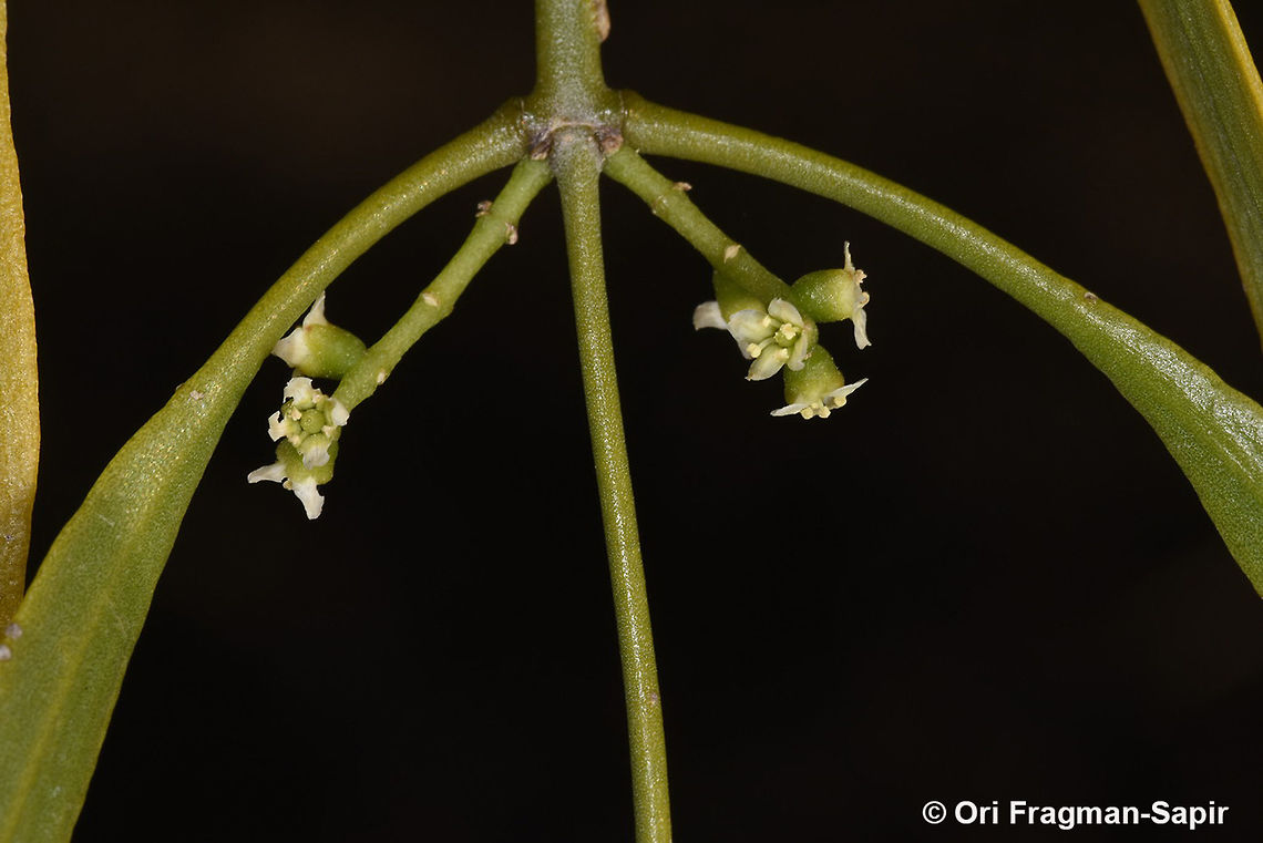 Salvadora angustifolia  Geotagged,Madagascar,Salvadora angustifolia,Spring
