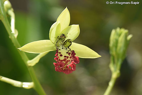 Cymbidiella flabellata