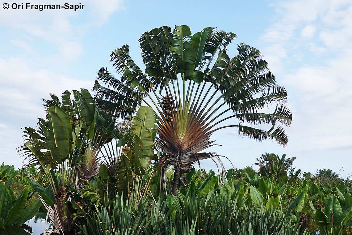 Ravenala madagascariensis  Geotagged,Madagascar,Ravenala madagascariensis,Spring,Travellers palm