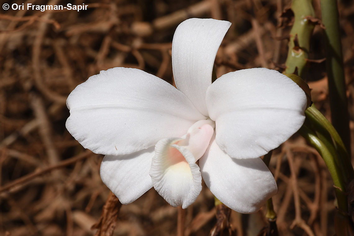 Vanilla madagascariensis  Geotagged,Madagascar,Spring,Vanilla madagascariensis