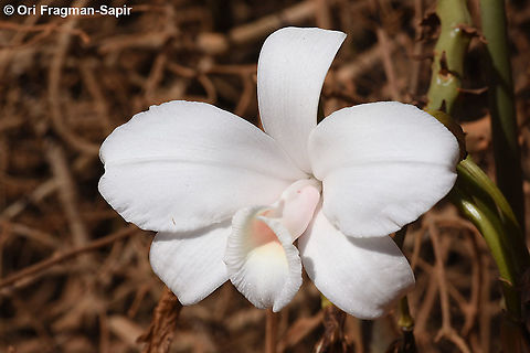 Vanilla madagascariensis