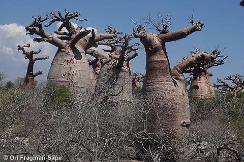 Adansonia grandidieri  Adansonia grandidieri,Geotagged,Madagascar,Spring
