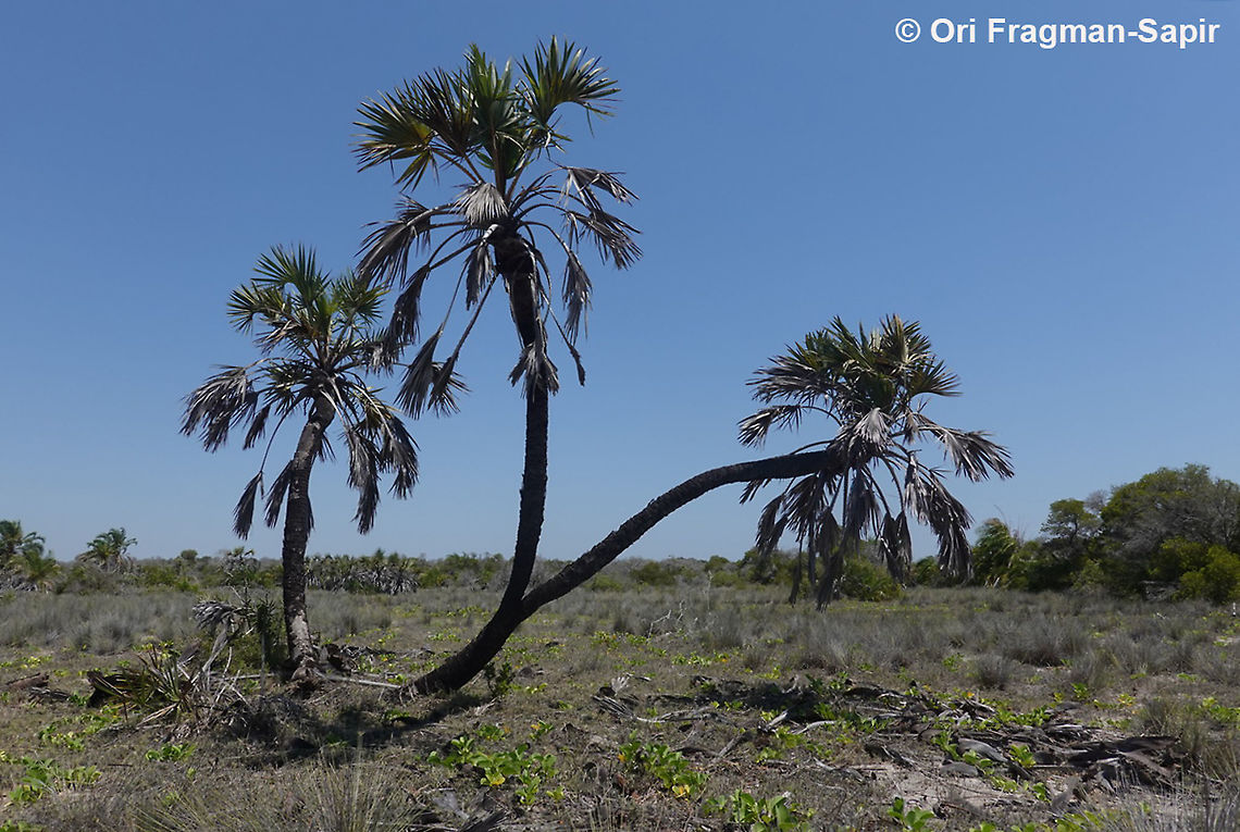 Hyphaene coriacea  Geotagged,Hyphaene coriacea,Lala palm,Madagascar,Spring