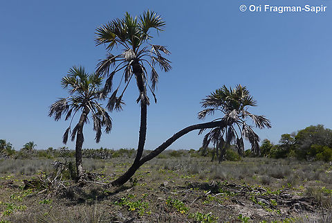 Hyphaene coriacea  Geotagged,Hyphaene coriacea,Lala palm,Madagascar,Spring