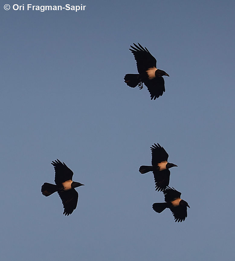 Corvus albus  Corvus albus,Geotagged,Madagascar,Pied Crow,Spring
