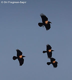 Corvus albus  Corvus albus,Geotagged,Madagascar,Pied Crow,Spring