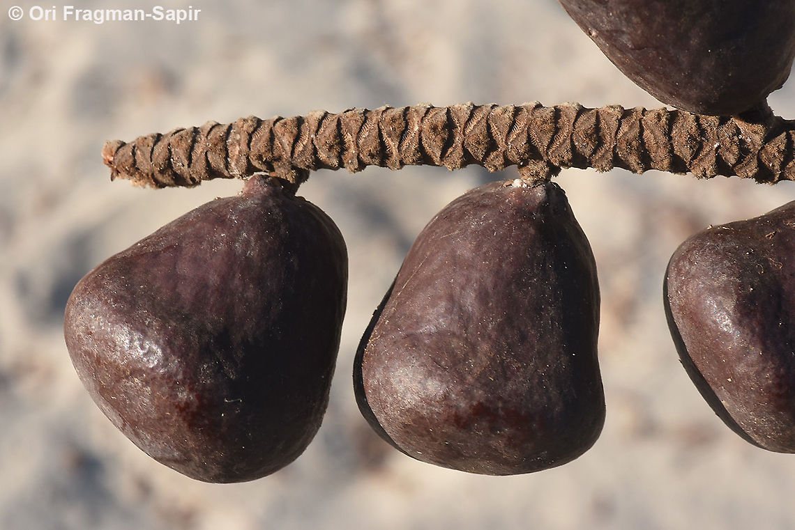 Hyphaene coriacea  Geotagged,Hyphaene coriacea,Lala palm,Madagascar,Spring