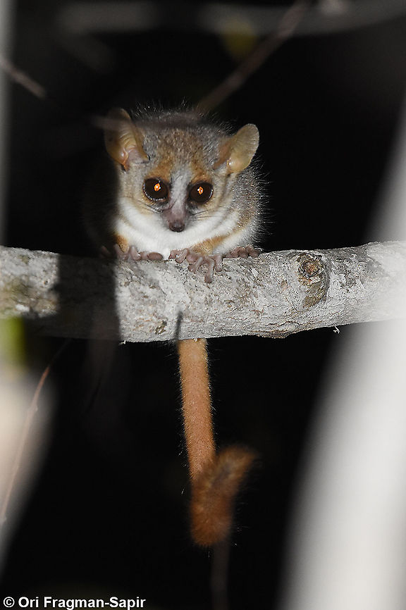 Microcebus griseorufus  Geotagged,Madagascar,Microcebus griseorufus,Reddish-gray mouse lemur,Spring