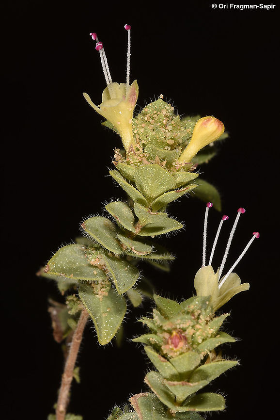 Origanum petraeum  Fall,Geotagged,Jordan,Origanum petraeum,Petra oregano
