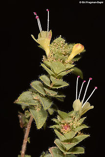 Origanum petraeum  Fall,Geotagged,Jordan,Origanum petraeum,Petra oregano
