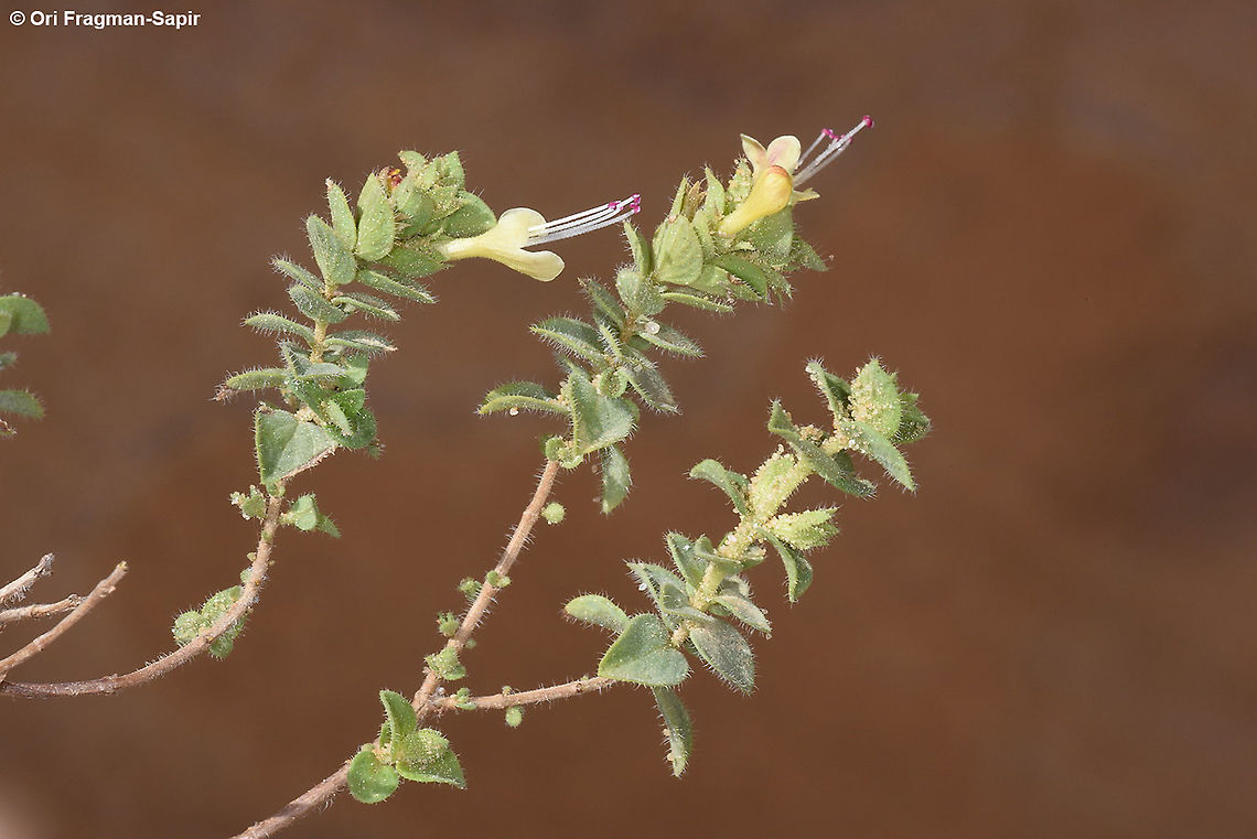 Origanum petraeum  Fall,Geotagged,Jordan,Origanum petraeum,Petra oregano