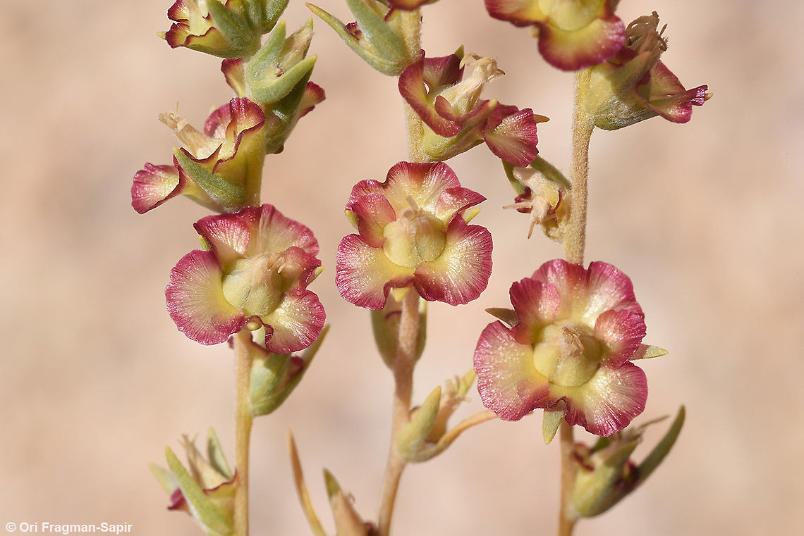 Caroxylon canescens Mt Hermon 1950m Caroxylon canescens,Geotagged,Summer
