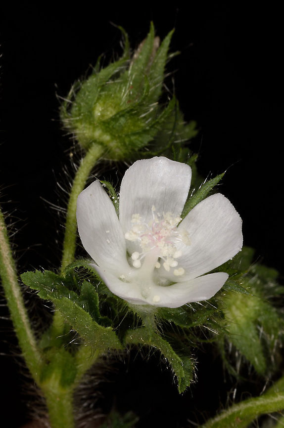 Althaea hirsuta C Israel, Judean Mts, Hakdoshim Forest Althaea_hirsuta,Geotagged,Israel,Spring