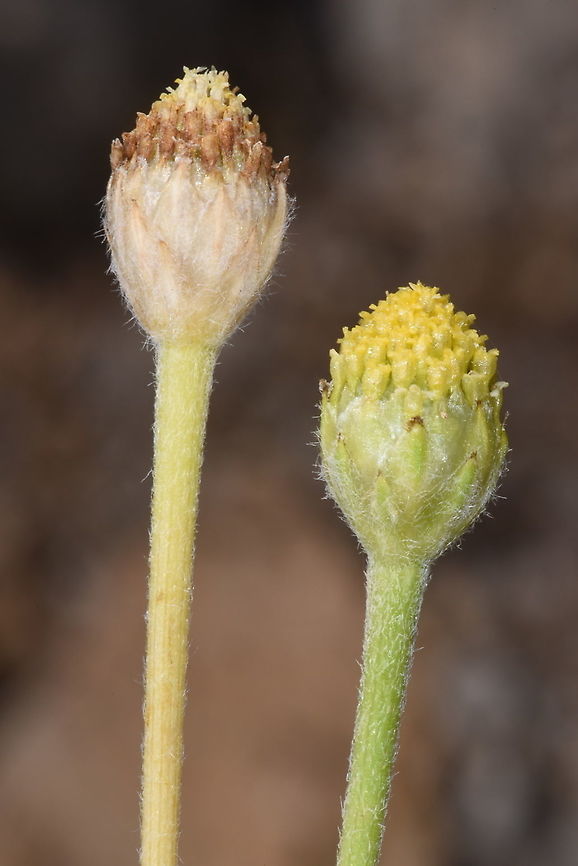 Anacyclus nigellifolius Hermon, Yifat 1630m Anacyclus nigellifolius,Geotagged,Spring