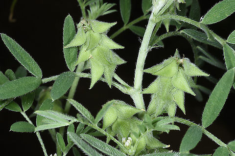 Astragalus epiglottis  Astragalus epiglottis