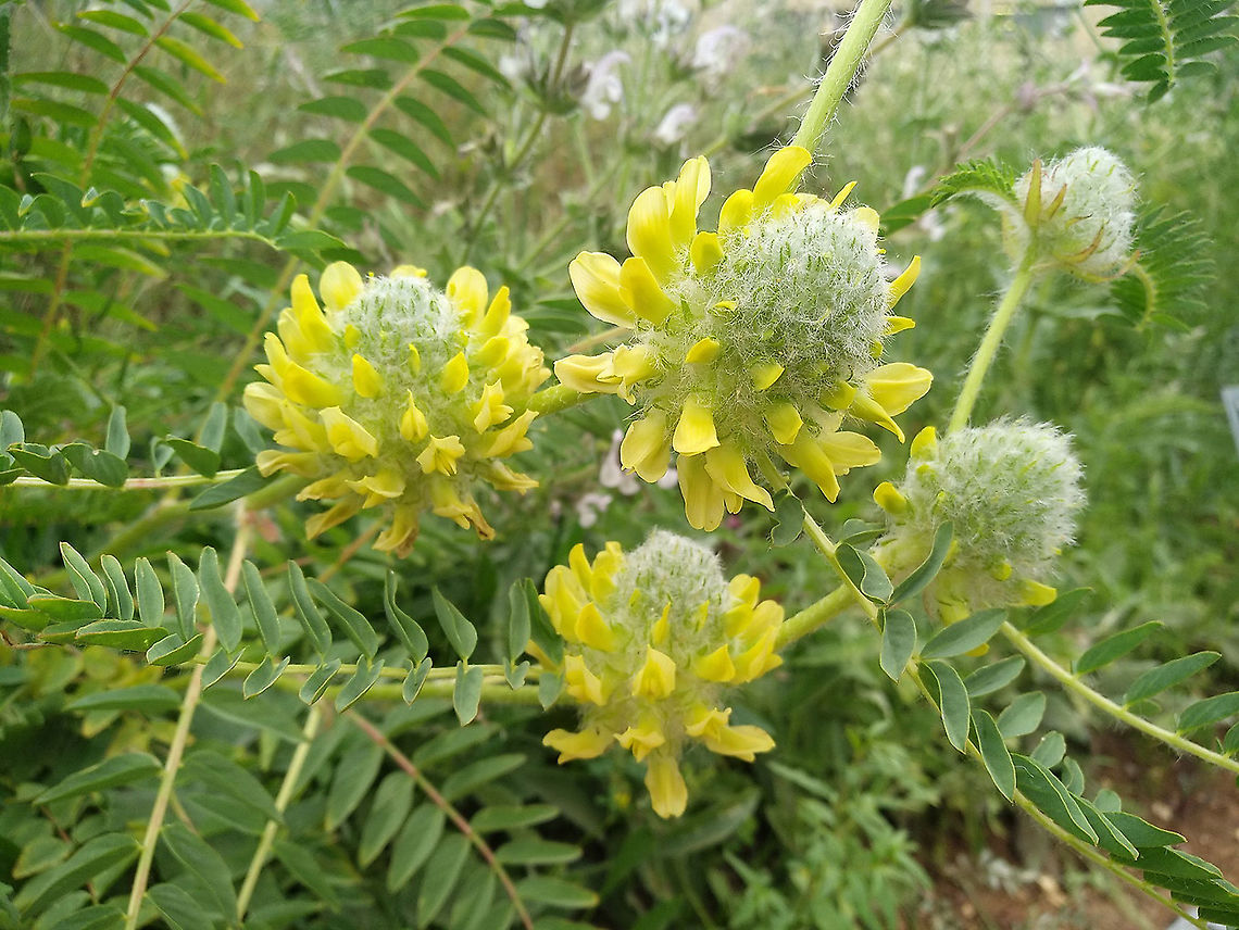 Astragalus oocephalus Extinct in nature in Israel, rescued in the Jerusalem Botanical Gardens. Astragalus oocephalus,Geotagged,Israel,Spring