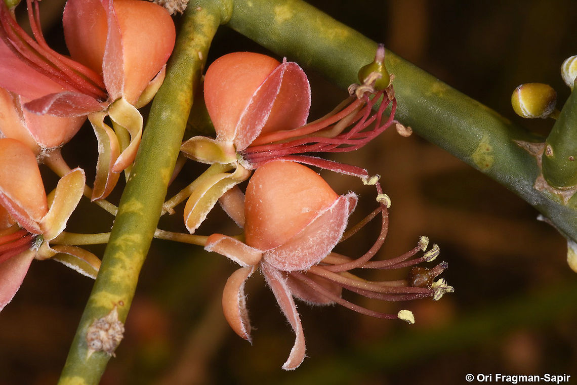 Capparis decidua  Capparis decidua,Geotagged,Israel,Kairor karir or kareer,Spring