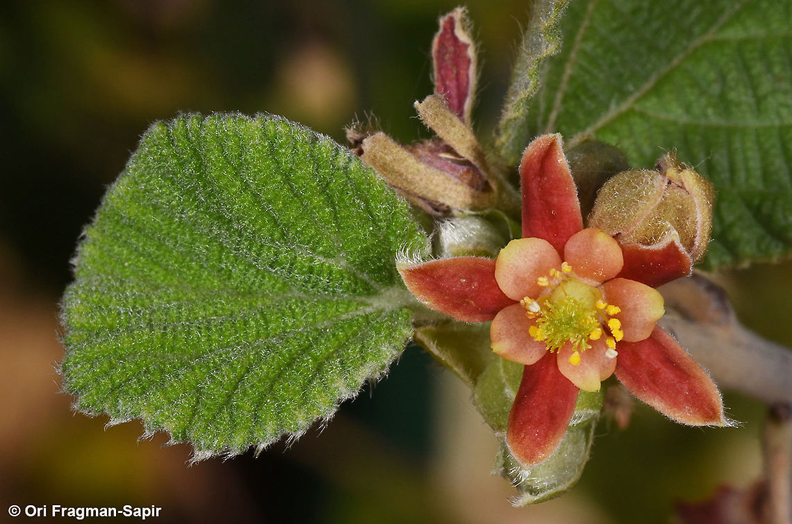 Grewia villosa  Geotagged,Grewia villosa,Israel,Spring