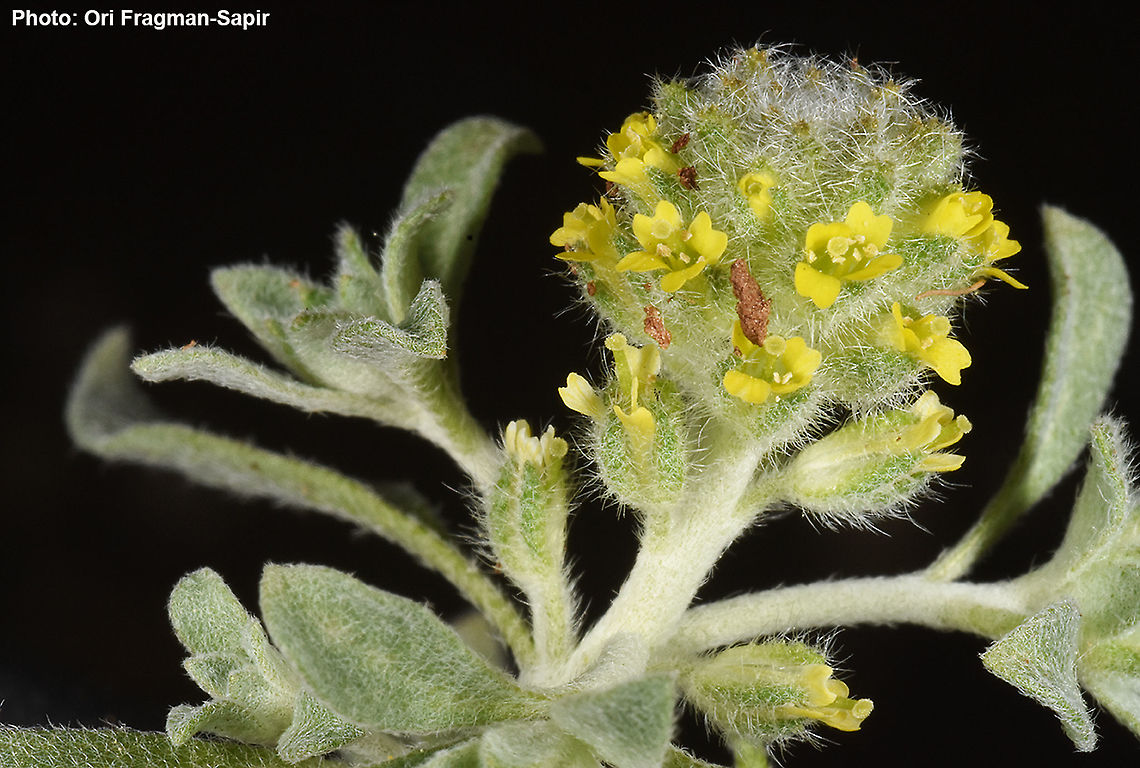 Alyssum dasycarpum  Alyssum dasycarpum