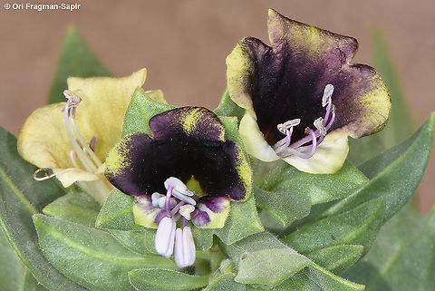 Hyoscyamus muticus  Egyptian Henbane,Hyoscyamus muticus