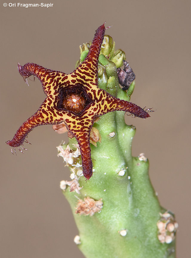 Caralluma tuberculata, Jordan  Caralluma tuberculata,Jordan
