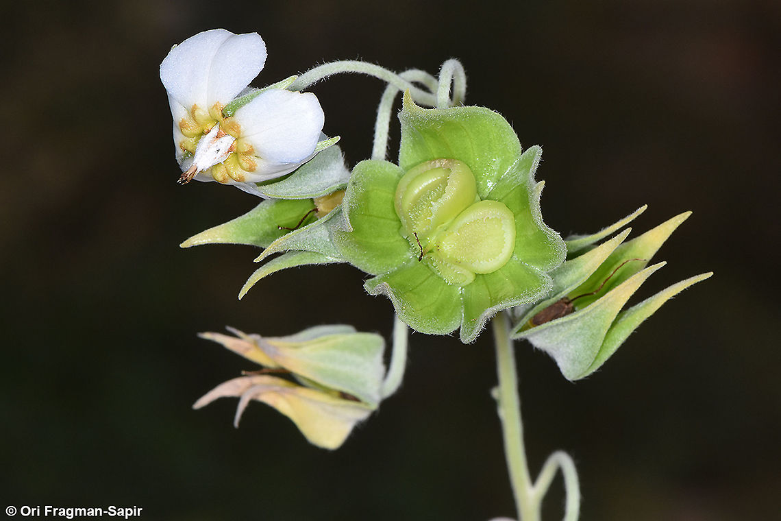 Trichodesma boissieri  Trichodesma boissieri