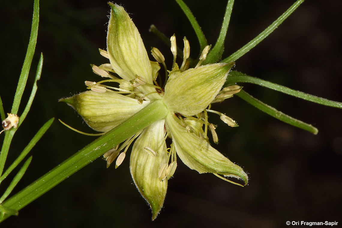 Nigella oxypetala  Nigella oxypetala